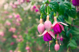 Lush garden